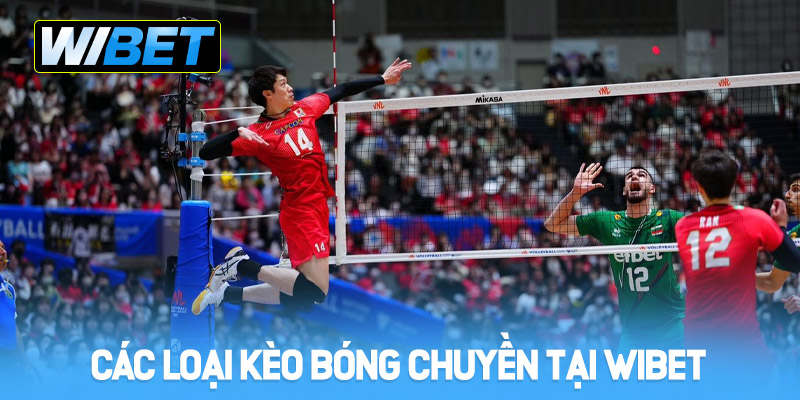 cac loai keo keo bong chuyen tai wibet