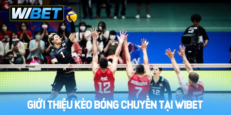Giới thiệu về kèo bóng chuyền tại WIBET